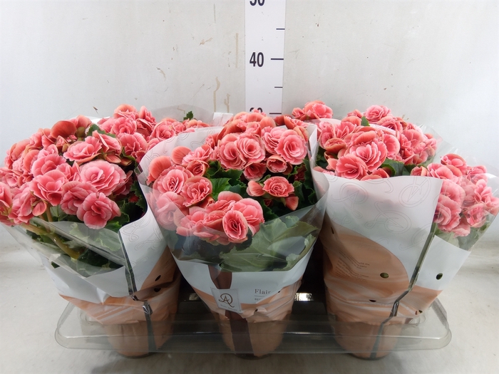 <h4>Begonia elat. DU 'Borias'</h4>