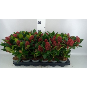 Skimmia jap. 'Rubella'