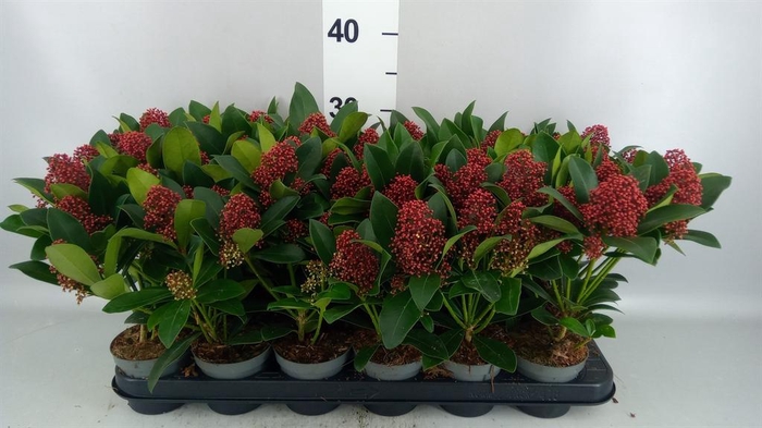 <h4>Skimmia jap. 'Rubella'</h4>