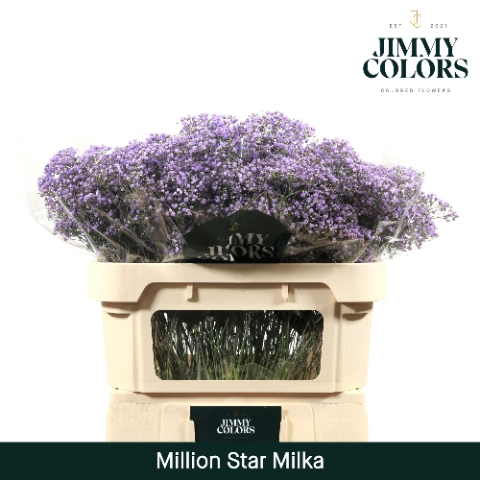 <h4>Gyps Million Star L70 Milka</h4>