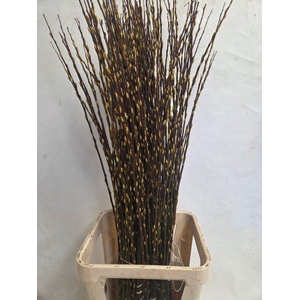 SALIX WILGENKATJES