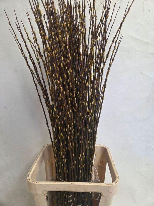 <h4>SALIX WILGENKATJES</h4>