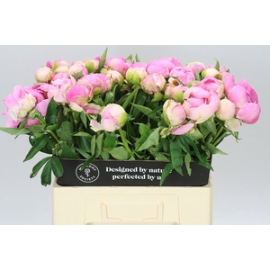 Paeonia Pink Giant A2