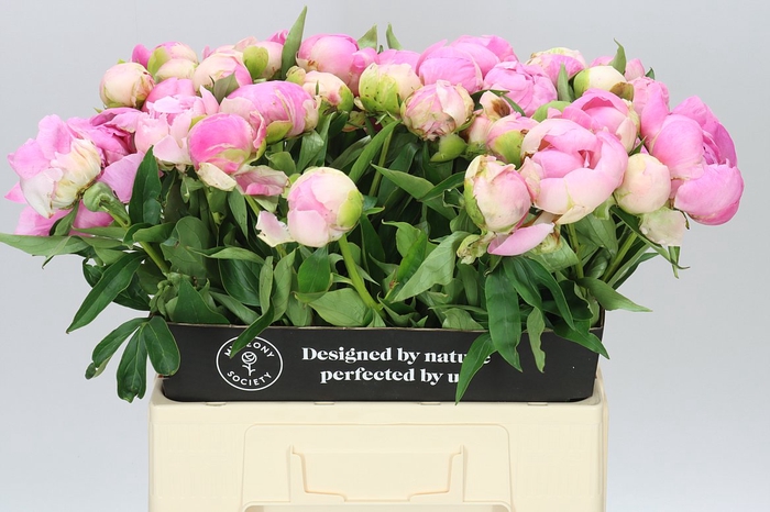 <h4>Paeonia Pink Giant A2</h4>