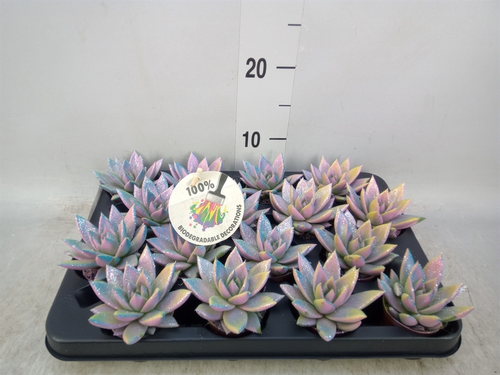 <h4>Echeveria  'Miranda'</h4>