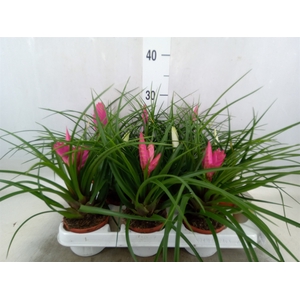 Tillandsia  ...mix