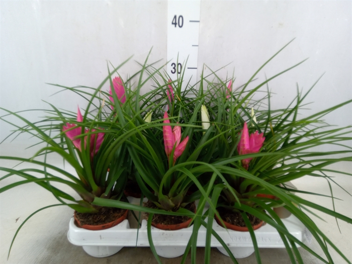<h4>Tillandsia  ...mix</h4>