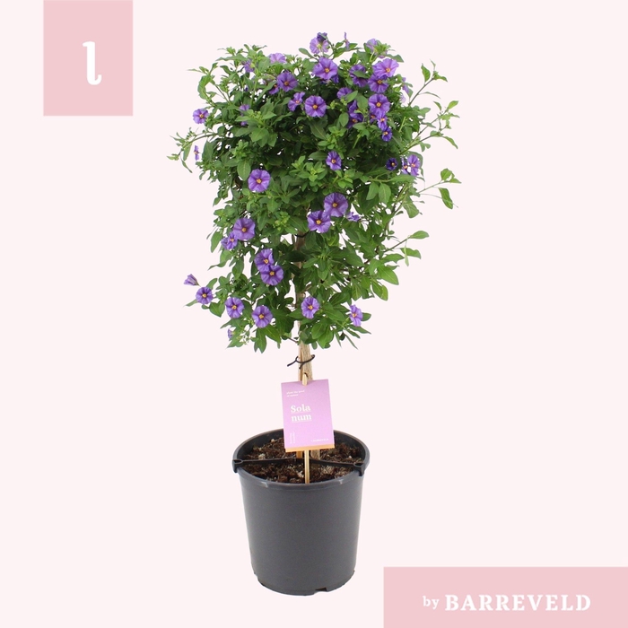 <h4>Solanum Rantonnetii stam</h4>