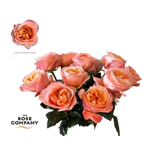 Rosa Garden Juicy Xpression