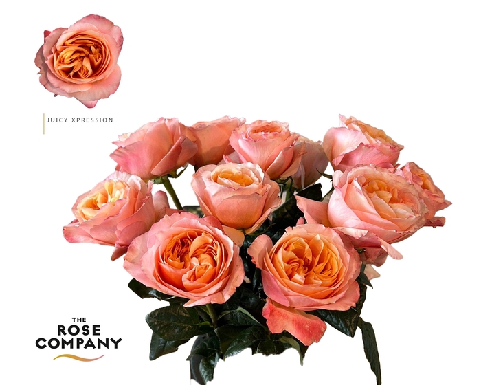 <h4>Rosa Garden Juicy Xpression</h4>