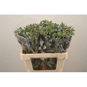 Oxypetalum Tan Pur Blue