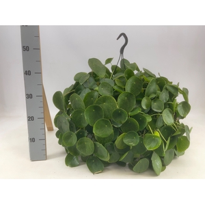 PILEA PEPEROMIOIDES