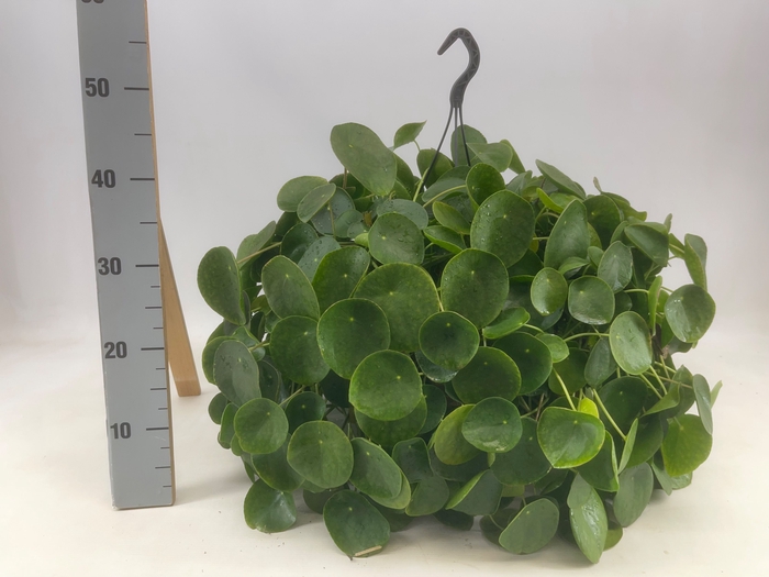 <h4>PILEA PEPEROMIOIDES</h4>