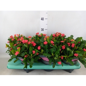 Euphorbia milii 'Vulcanus'