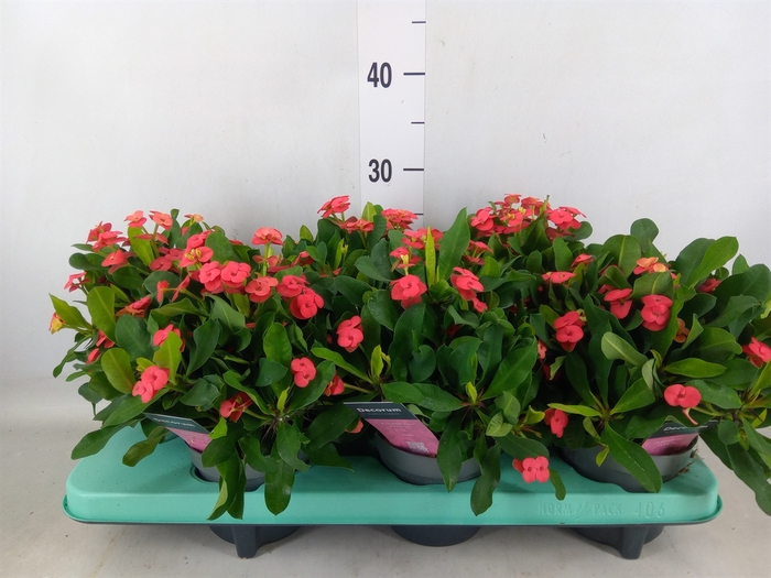 <h4>Euphorbia milii 'Vulcanus'</h4>