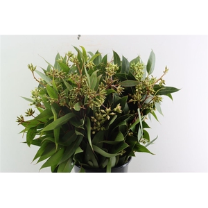 Euca Robusta Berry 400gr P Bunch