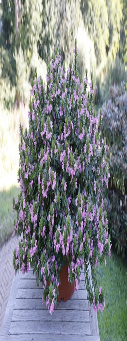 <h4>Scaevola Pink</h4>