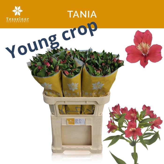 <h4>ALSTR TANIA</h4>