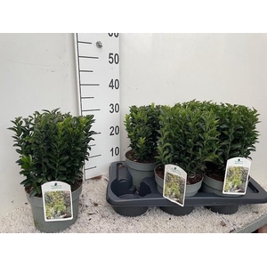 EUONYMUS JA GR SPIRE