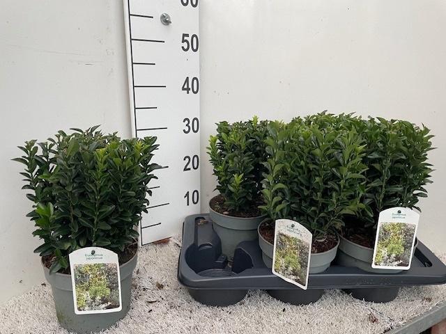 <h4>EUONYMUS JA GR SPIRE</h4>