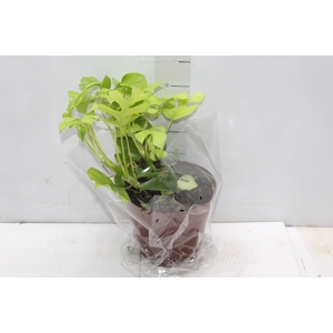 PHILODENDRON MINIMA P19
