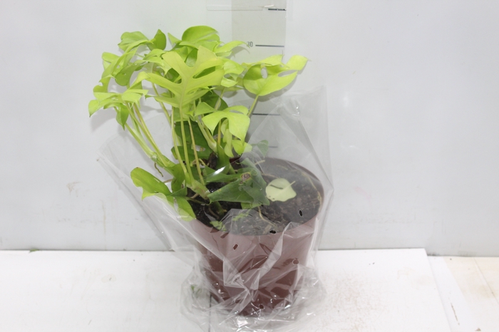 <h4>PHILODENDRON MINIMA P19</h4>