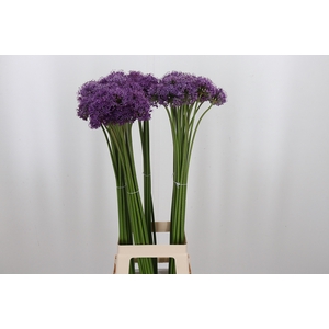 Allium Gladiator