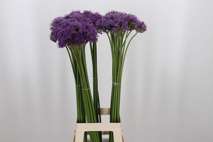 <h4>Allium Gladiator</h4>