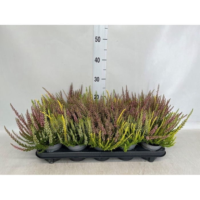 <h4>Calluna vulg. 'Beauty L'  ..mix 3/p</h4>
