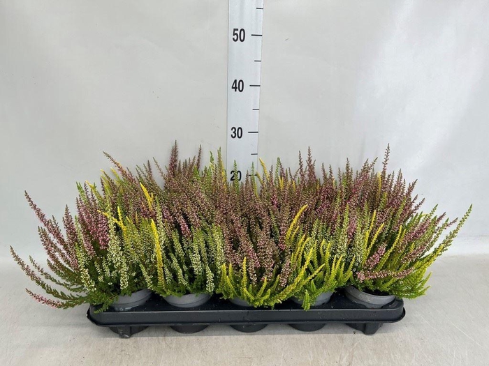 Calluna vulg. 'Beauty L'  ..mix 3/p