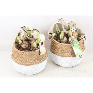 arr4 Narcis JS - Ker. duo mandje x6