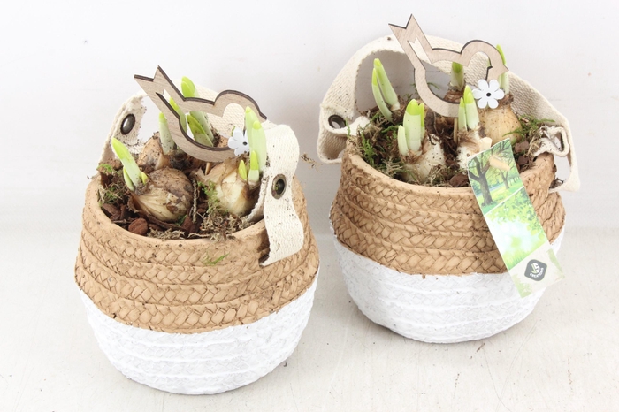 <h4>arr4 Narcis JS - Ker. duo mandje x6</h4>