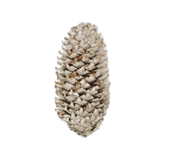 Pinecone Spruce 5kg
