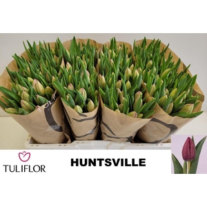 TU EN HUNTSVILLE
