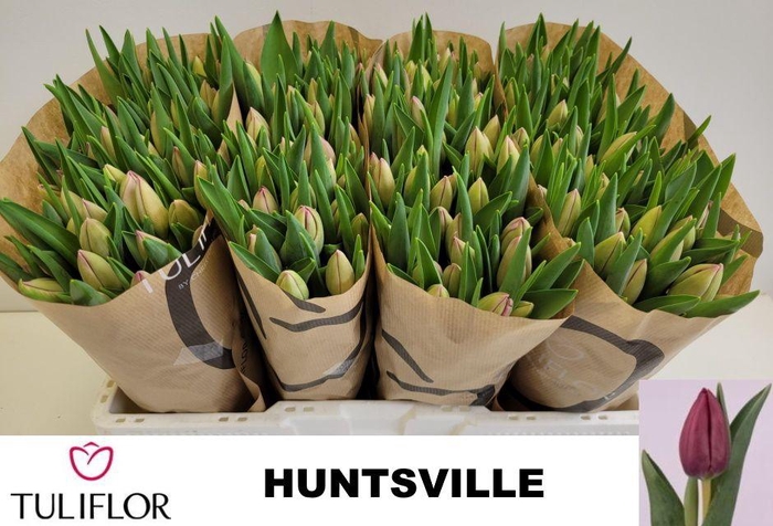 <h4>TU EN HUNTSVILLE</h4>