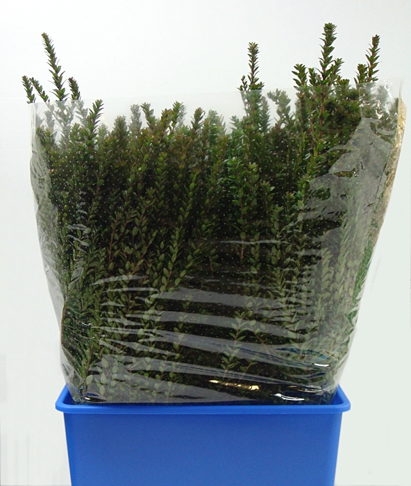 <h4>MYRTUS ELISIR TARANTINO 300</h4>