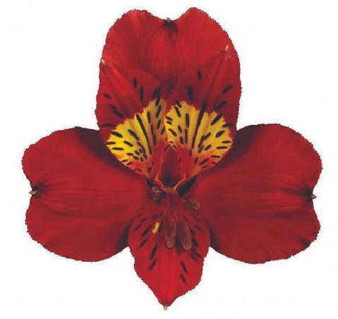 <h4>Alstr Hot Pepper</h4>