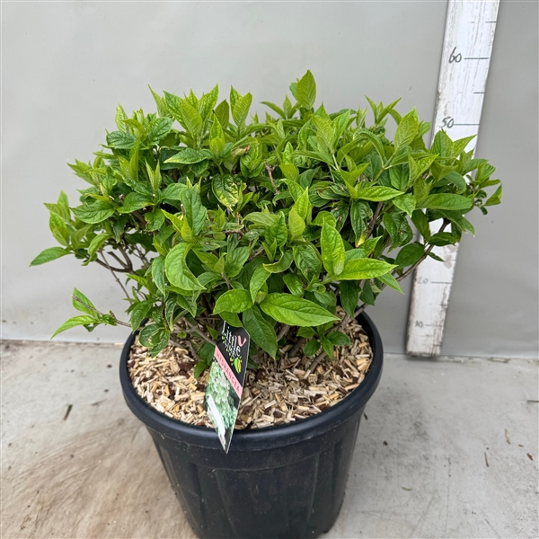 Hydrangea paniculata Little lime p35 / 20 ltr