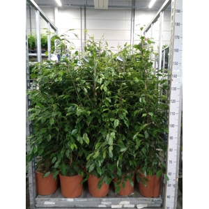 Ficus benja. 'Exotica'