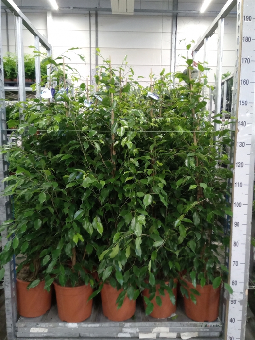 <h4>Ficus benja. 'Exotica'</h4>