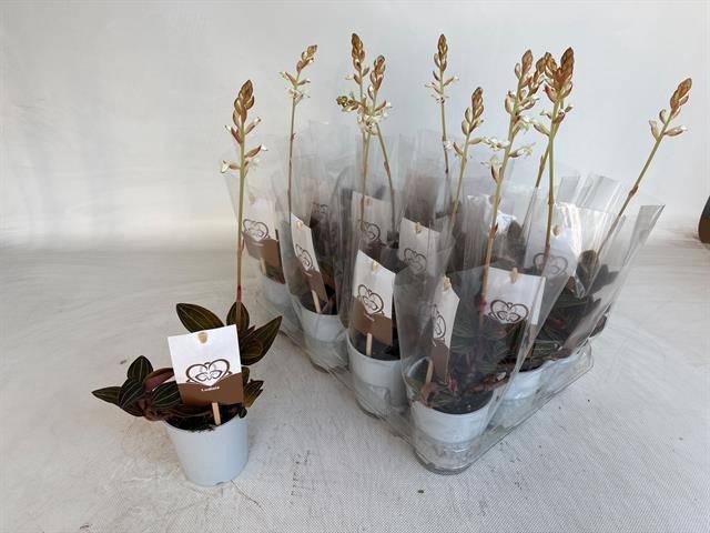 <h4>LUD DISCOLOR</h4>