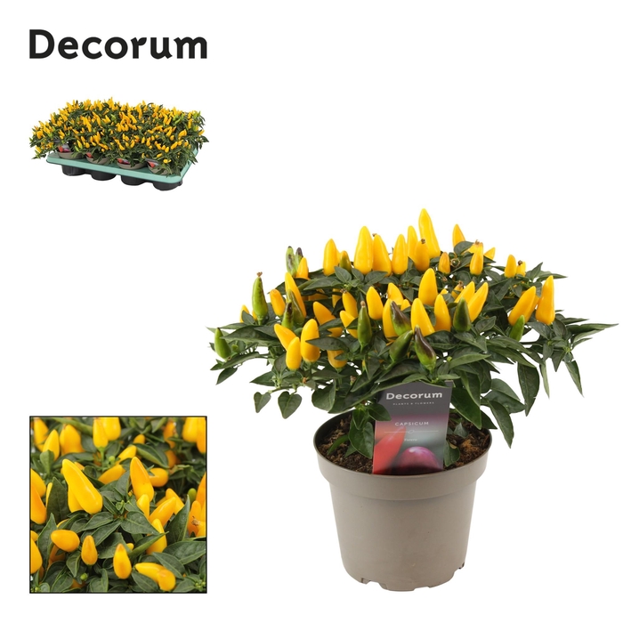 <h4>Capscium Annuum Torero Yellow</h4>