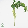 Amaranthus Hang Cycloop Green