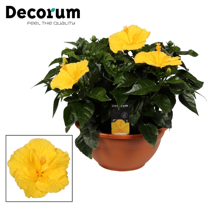 <h4>Decorum Hibiscus Aura geel SCHAAL</h4>