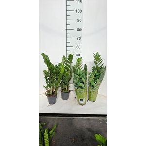 ZAMIO ZAMIIFOLIA