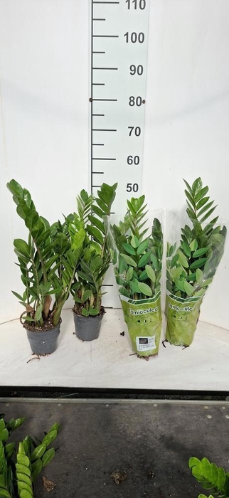 <h4>ZAMIO ZAMIIFOLIA</h4>