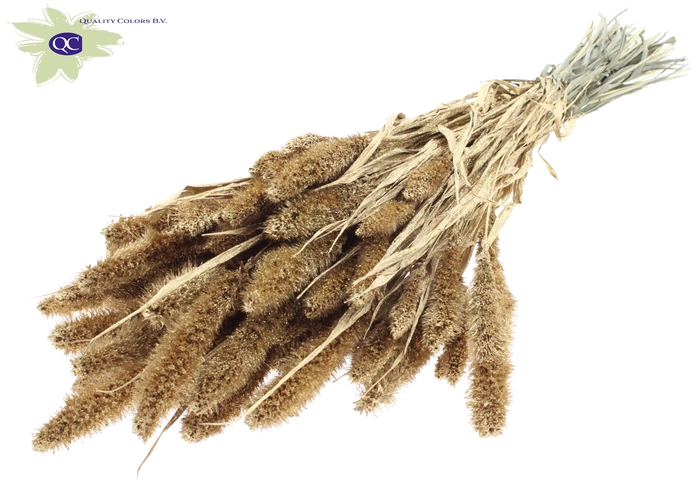 Setaria per bunch Antique Gold + Glitter