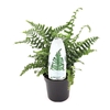 Dryopteris affinis Cristata