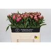 Paeonia Dr A Fleming