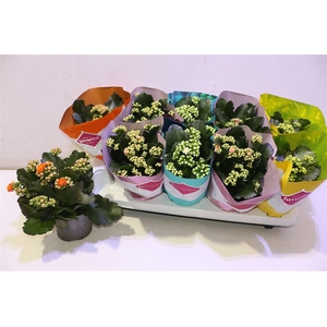 Kalanchoe Double Deluxe Mix